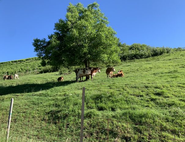 Cows at Rolle