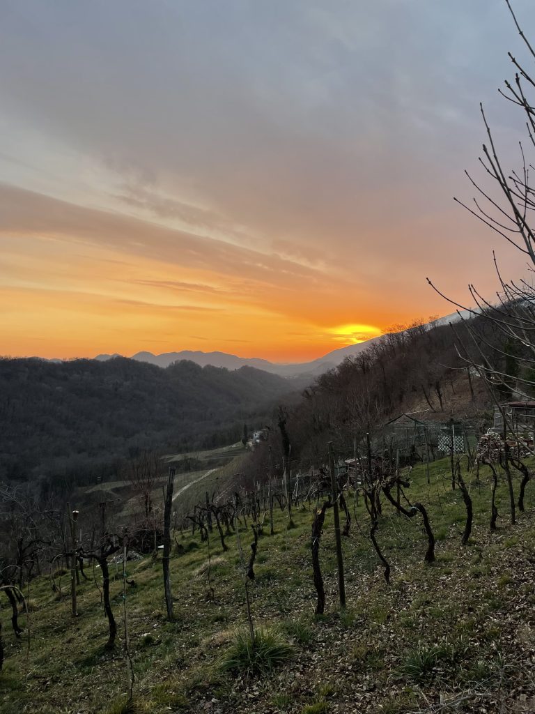 Sentiero panoramico fra i vigneti nella luce calda del tardo pomeriggio