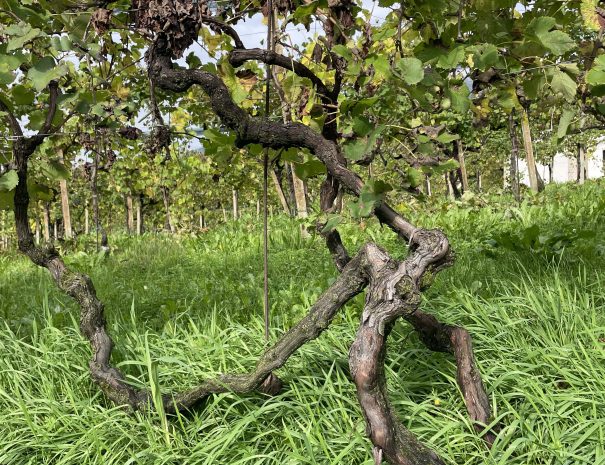 valdobbiadene
