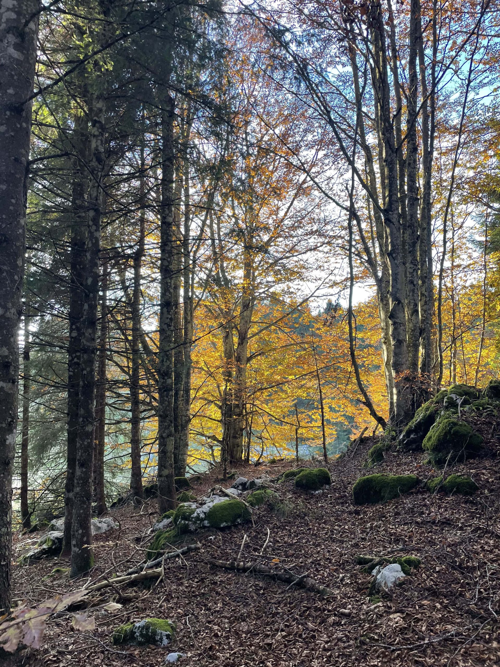 Cattedrali dorate al tramonto nella Foresta del Cansiglio