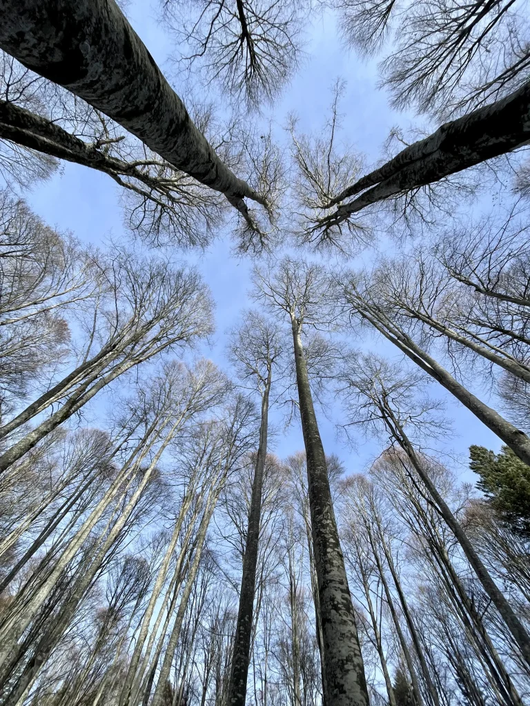 Sentiero nella faggeta della Foresta del Cansiglio